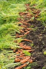 Freshly dug carrot crop on the ground