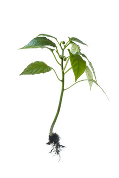 Young Bulgarian pepper sprout with roots