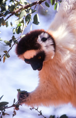 Verreaux's Sifaka Lemur, (Propithecus verreauxi), Berenty Private Reserve, Anosy, Madagascar
