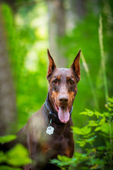 doberman brown in the forest