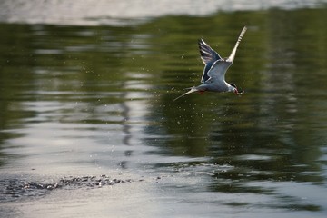 seagull over the river
