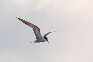 seagull over the river