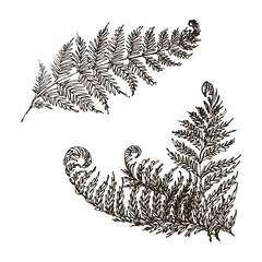 Vector Fern set hand drawn botanical illustration. Botanic art sketch with wild forest plant - 229317486