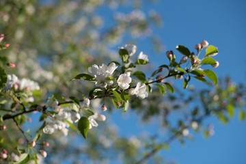 blooming apple tree