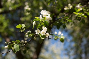 blooming apple tree