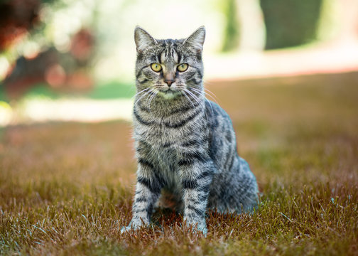 Katze getigert