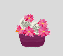 Cactus with pink flowers in a pot. Vector illustration.