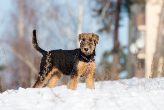airedale terrier puppy standing outdoors in winter