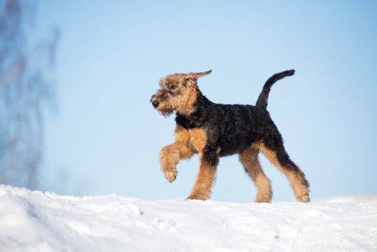 Airedale Terrier Puppy Walking In Winter