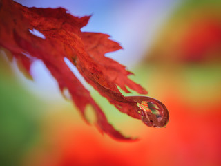 Autumn forest in water drop. Macro with shallow depth of field.