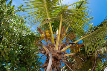 palm leafs and coconuts