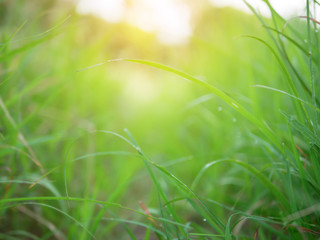 Abstract  background of green nature and blurred with sunray
