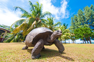 turtles tongue in a island of Seychelles
