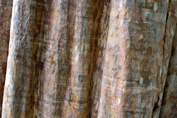 Dry bark texture, close-up background or wallpaper of dry tree in forest, a natural details of wooden.
