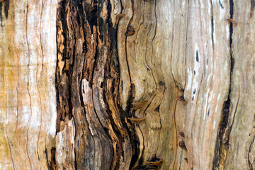 Dry bark texture, close-up background or wallpaper of dry tree in forest, a natural details of wooden.