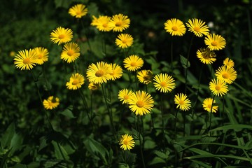 Obraz premium yellow flowers