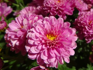 Topf-Chrysantheme rosa