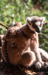 Ring-Tailed Lemur (Lemur catta),  Berenty Private Reserve, Anosy, Madagascar
