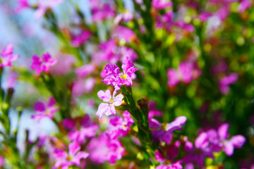 Obraz na płótnie Canvas Beautiful Pink wild flowers in the garden with natural light and blue sky.