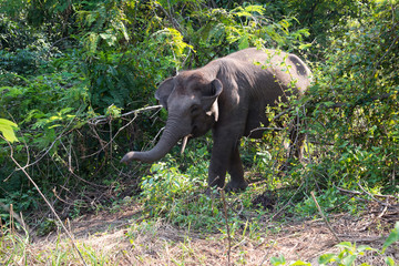 Fototapeta na wymiar Asian young elephant in forest, Thai mammal strong in jungle and nature.