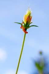 Yellow Cosmos flower against blue sky.