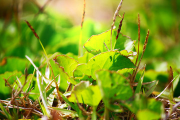 Grass flower Branches with sunrise in natural light in the morning.Dry wild meadow flowers.