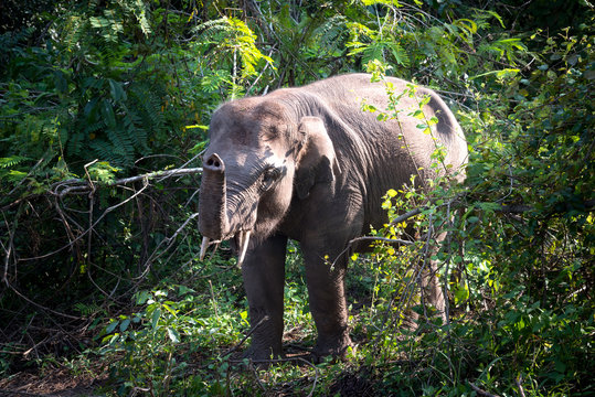 Asian young elephant in forest, Thai mammal strong in jungle and nature.