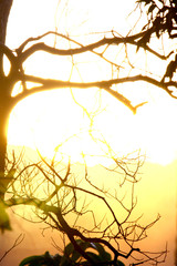 Silhouette Wild Dry Branches with sunrise in natural light in the morning.Dry wild meadow flowers.