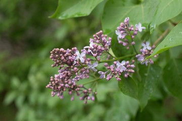 branch of a blossoming lilac
