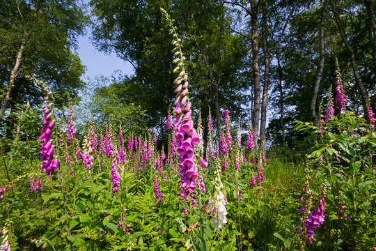 Common foxcloves, Digitalis purpurea, flowering on a clearing in a Birch forest