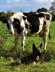 Der Hund und die Kuh