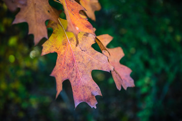 Eichenblatt einer ungarischen Eiche im Herbst