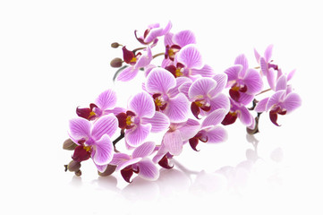 Fototapeta na wymiar beautiful flower branches orchids on white background