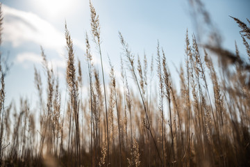 Fototapeta premium Gräser im Herbst mit Sonne