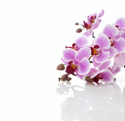Naklejka na ściany i meble Lying on beautiful flower branches orchids on white background
