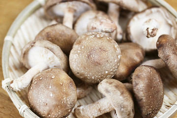 椎茸　-Shiitake mushrooms- 