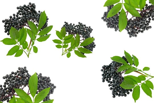 Elderberry collage. elderberry ( Sambucus ) closeup isolated on white background.Fresh fruit black elderberry. Harvest, food.