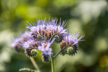 B&uuml;schelsch&ouml;n D&uuml;ngerpflanze am Feld