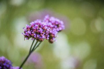 Patagonisches Eisenkraut