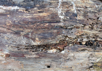 The texture of the old tree.