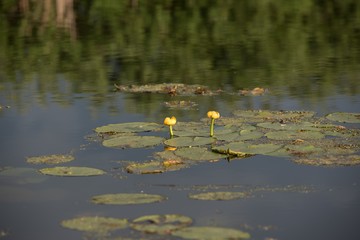 water lily on the lake