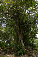Fototapeta premium Kohunlich, Maya Stätten, alter Baum