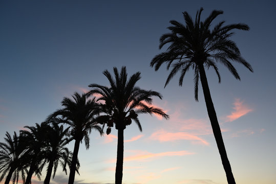 palmen silhouttte bei sonnenuntergang