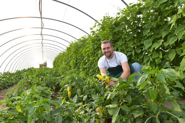 portrait of a smiling gardener in a greenhouse - harvesting vegetables // Anbau von Gemüße in der Landwirtschaft im Gewächshaus- freundlicher Gärtner bei der Arbeit 