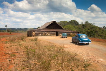 Viejos coches cubanos llegando a lugar de secado y elaboración del tabaco