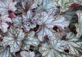 Background of colorful leaves.