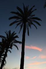 Fototapeta na wymiar palmen silhouttte bei sonnenuntergang