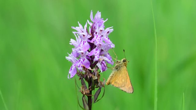 Large skipper sitting on the common spotted orchid and lick nectar, summer, (ochlodes sylvanus), germany, 
