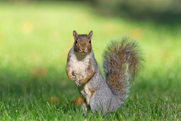 Sciurus carolinensis (Scoiattolo grigio americano)