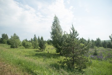 sunny day in the forest